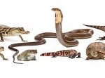 image of endangered-species