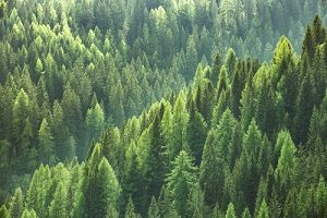 image of trees