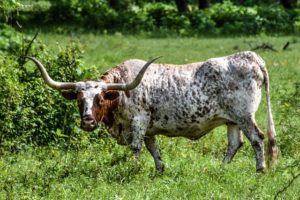 texas longhorn bull standing in open grass field