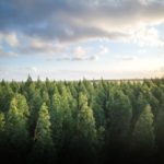 forest with trees