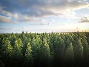 forest with trees
